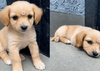 A história da cachorrinha que parecia uma golden retriever, mas surpreendeu toda a família ao crescer