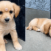 A história da cachorrinha que parecia uma golden retriever, mas surpreendeu toda a família ao crescer