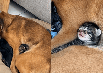 Cachorrinha adota gatinho e protagoniza cena emocionante cheia de amor