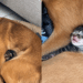 Cachorrinha adota gatinho e protagoniza cena emocionante cheia de amor