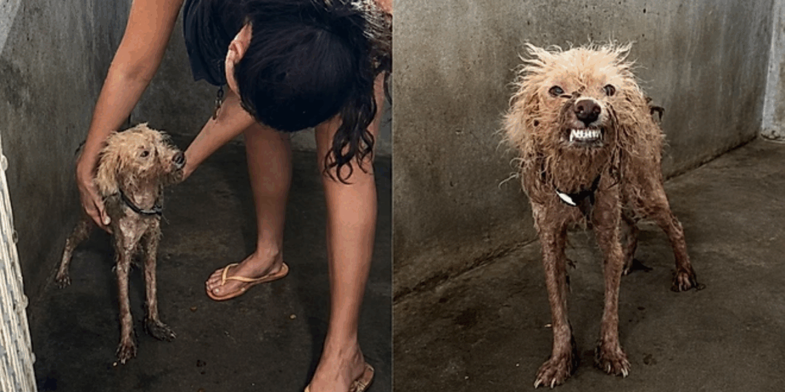 A emocionante história de Mort, o cachorrinho que recebeu amor pela primeira vez e nunca mais parou de sorrir