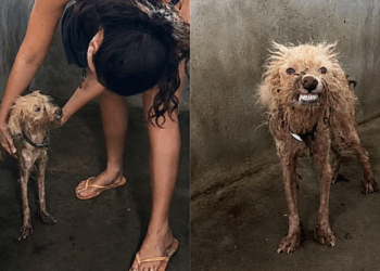 A emocionante história de Mort, o cachorrinho que recebeu amor pela primeira vez e nunca mais parou de sorrir