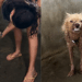 A emocionante história de Mort, o cachorrinho que recebeu amor pela primeira vez e nunca mais parou de sorrir
