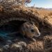 Este animal não bebe água durante toda a sua vida e o segredo por trás dessa capacidade surpreende pesquisadores