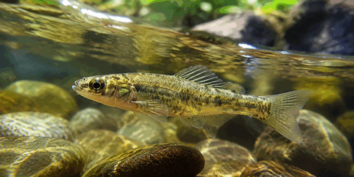 Peixe esquecido pelos cientistas por 60 anos é finalmente reconhecido pela ciência