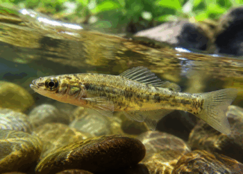Peixe esquecido pelos cientistas por 60 anos é finalmente reconhecido pela ciência