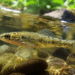 Peixe esquecido pelos cientistas por 60 anos é finalmente reconhecido pela ciência