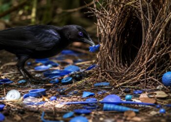 O pássaro que decora o ninho com objetos azuis para atrair parceiras e a lógica evolutiva por trás desse comportamento