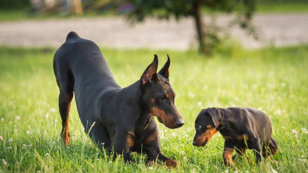 Dobermann-_1781298524449-1024x576 Dobermann é flagrado após destruir a almofada e sua reação conquista a internet
