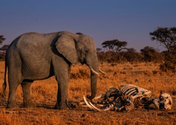 O animal que cria "cemitérios" organizados e tem rituais de luto pelos mortos