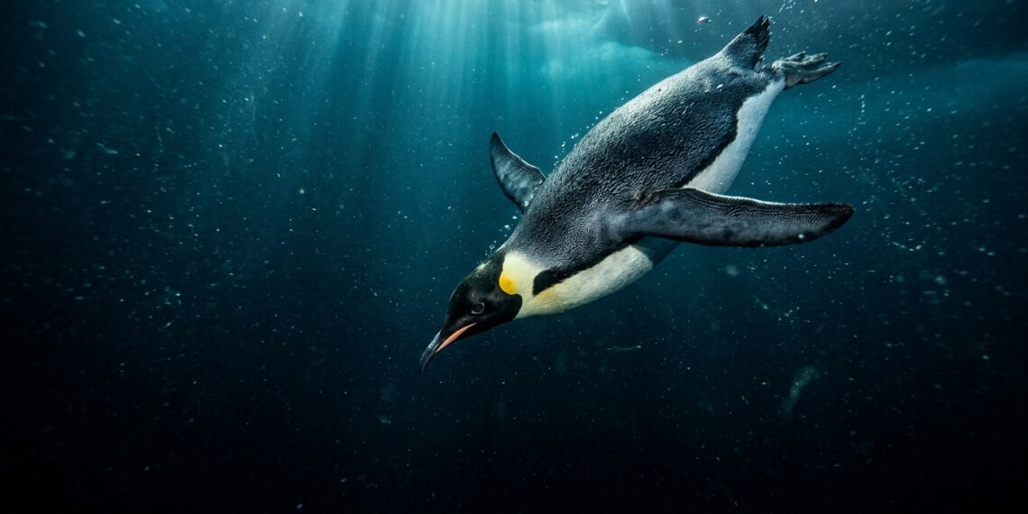 500 metros de profundidade e seu corpo não explode: a história extraordinária de sobrevivência do pinguim-imperador