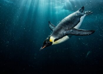 500 metros de profundidade e seu corpo não explode: a história extraordinária de sobrevivência do pinguim-imperador