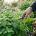 Como plantar erva-cidreira em casa com um cuidado na rega que faz diferença na concentração do aroma