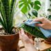 A planta rústica mais imbatível para cultivar na varanda: como cuidar e fazer esta planta soltar novos brotos