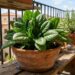 Como plantar espinafre em casa com o adubo rico em nitrogênio para a planta crescer com folhas verdes e fortes