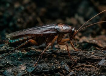 Este animal pode sobreviver sem cérebro por semanas e continuar realizando funções vitais