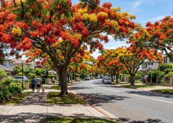Essa árvore é ideal para a sua calçada: não racha o piso, proporciona sombra rápida e dá flores vermelhas radiantes