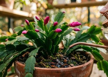 A planta pendente mais vibrante para cultivar no jardim vertical: como cuidar e fazer esta flor abrir botões