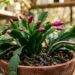 A planta pendente mais vibrante para cultivar no jardim vertical: como cuidar e fazer esta flor abrir botões