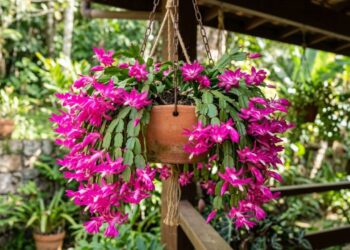 A flor pendente mais esperada do outono: como cuidar da flor-de-maio e fazer os botões abrirem sem cair