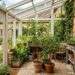 7 frutíferas silvestres de pequeno porte cujas raízes não danificam os rodapés, perfeitas para jardins de inverno