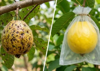 Como plantar goiaba no quintal com um cuidado de ensacamento que faz diferença para evitar o bicho-da-goiaba