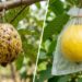 Como plantar goiaba no quintal com um cuidado de ensacamento que faz diferença para evitar o bicho-da-goiaba