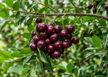 A fruta nativa que tem cor de rubi escuro e sabor de cereja doce e que poucos brasileiros conhecem