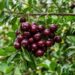 A fruta nativa que tem cor de rubi escuro e sabor de cereja doce e que poucos brasileiros conhecem