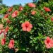 A flor mais tropical para cultivar em pleno sol: como cuidar do hibisco e fazer a poda correta para novos botões