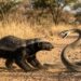 Este bicho consegue sobreviver à picada das cobras mais venenosas do planeta
