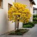 Essa árvore é ideal para o seu corredor externo: não racha o piso, proporciona sombra e dá flores amarelas vibrantes