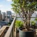Essa planta é ideal para o seu terraço: não racha o vaso, proporciona frescor e dá frutos deliciosos direto no tronco