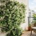 Jardim em casa: a trepadeira perfumada que cresce em qualquer varanda ensolarada e perfuma a casa à noite