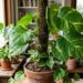 A trepadeira mais versátil para cultivar em prateleiras: como cuidar da jibóia e fazer suas folhas crescerem gigantes