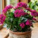 A flor da fortuna mais barata para cultivar em vaso: como cuidar da kalanchoe e fazer florir na primavera