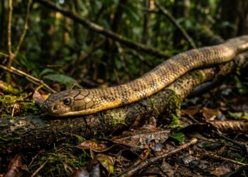Como um animal consegue circular veneno letal pelo corpo sem morrer: a resposta está na morte aparente