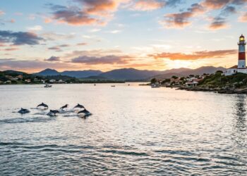 A cidade onde golfinhos selvagens pescam ao lado de humanos há mais de 150 anos é a segunda mais antiga de Santa Catarina