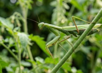 Se você encontrar este inseto verde imóvel na haste da flor, nós lhe diremos o que isso significa e por que é algo bom