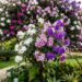 Essa árvore é ideal para o seu quintal: não racha o piso, proporciona sombra e dá flores que mudam de cor