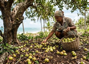 A fruta nordestina que tem cor verde-amarelada e sabor de cajá com baunilha e que poucos brasileiros conhecem