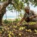 A fruta nordestina que tem cor verde-amarelada e sabor de cajá com baunilha e que poucos brasileiros conhecem