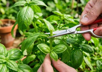A planta aromática mais útil para cultivar na cozinha: como cuidar e fazer esta erva não murchar