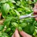 A planta aromática mais útil para cultivar na cozinha: como cuidar e fazer esta erva não murchar