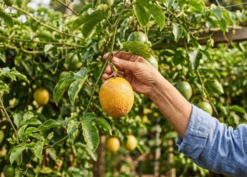 A trepadeira frutífera mais rápida para cobrir muros: como cuidar do maracujá e fazer a polinização manual