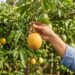 A trepadeira frutífera mais rápida para cobrir muros: como cuidar do maracujá e fazer a polinização manual
