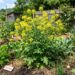 A folha mais picante para cultivar no inverno: como cuidar da mostarda e fazer colheitas semanais