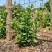 Horta em casa: a cerca viva nutritiva que cresce em qualquer muro ensolarado e produz flores comestíveis