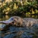 O ornitorrinco: o animal mais estranho da natureza que bota ovo e produz veneno