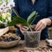 A flor mais clássica para cultivar em ambientes internos: como cuidar da orquídea e fazer a haste florescer novamente